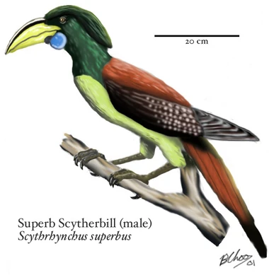 Male superb scytherbill, Scythrhynchus superbus (Southern Papua, Aru islands, and eastern Australia)