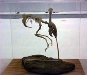 Skeleton of Otopteryx.