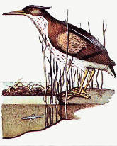 Angler Heron
