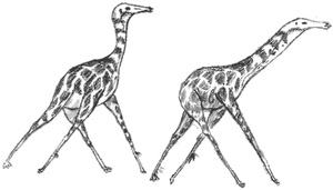 The lank runs with a pacing motion - both legs at the same side moving in the same direction at the same time. This prevents the long legs from becoming entangled.