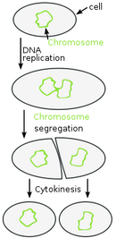 Binary fission in a bacterium.