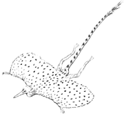 The nervous system of the flurrit is highly developed in order to coordinate the movements of its flight and keep it under control.