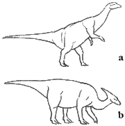 Ornithpods