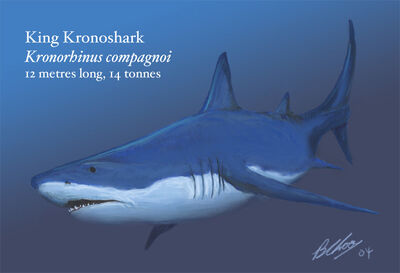 King kronoshark, Kronorhinus compagnoi (worldwide in temperate-subtropical seas)