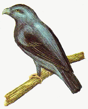 Male hawkbower
