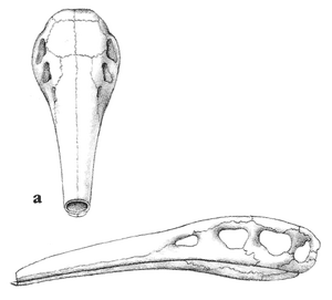 The bones of the waspeater's skull have become fused into a narrow armored tube that can penetrate deep into the nests of tree wasps. The strong hind legs and tail allow the animal to hang from the branch and reach into nests that have been built in awkward positions.