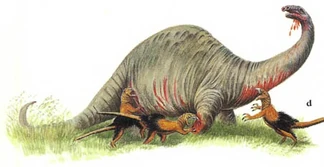 When hunting, a pack of four or five can inflict deep bleeding wounds on the flanks of their prey (d), and then wait until it bleeds to death.