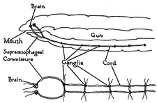 Nervous system of an annelid worm.