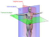 Speculative biomechanics