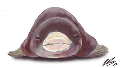 Groaning Blobfish