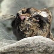 A gryken pokes its head out of a gryke. It is tracking a herd of scrofas and their young called scroflets.