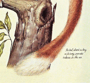 Flunkey tail