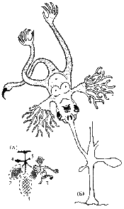 Dendronasus