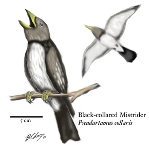 Black-collared mistriders, Pseudartamus collaris (Australia)