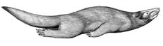 Brown otter selkie