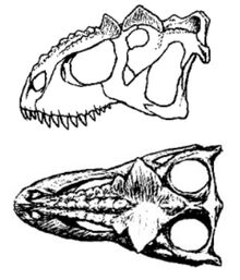 Molok skull