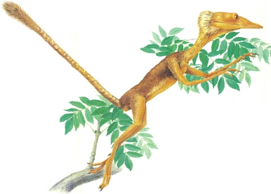 Most meat-eating non-avian theropods have lost their collarbone. They do not need one since the forelimbs do not need to be particularly strong. One or two forms do possess this bone, however, and it is not clear whether their ancestors retained it from the time when they went about on four legs, or whether it 're-evolved' having been first lost a process known as secondary development. In Arbrosaurus and its relatives, the collarbone provides the anchorage for the very powerful arm muscles with which the animal can brachiate, or swing with an overarm action, through the branches of the trees.