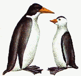 Small to big flightless auks