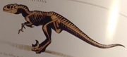 Venatosaurus Skeleton