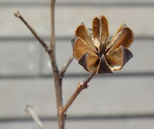 The anemochore, dehiscent crepe myrtle (Lagerstroemia sp.) opens to release its seeds.