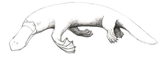 Greater platypus