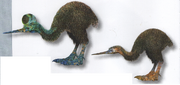 Tringapterus elegans