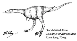 (fig. 6) Blood-tailed alvie, Gallionyx erythrocaudis (Australia)