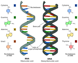 Difference DNA RNA-EN.svg