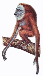 Female khiffah