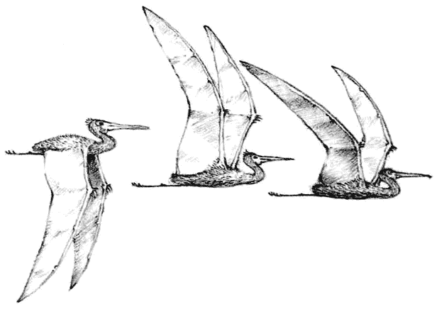 Relistic pterodactyl species : r/SpeculativeEvolution