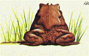 Untained toad