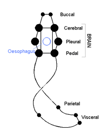 Nervous system of a gastropod mollusk.