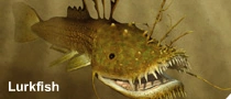 Lurkfish