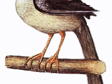 Tree Duck