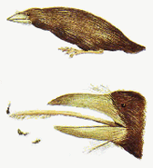 The Termite burrower, a mole-like pardalote that hunts termites from the Australian forest floor.