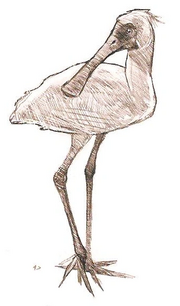 Skull island-Egret