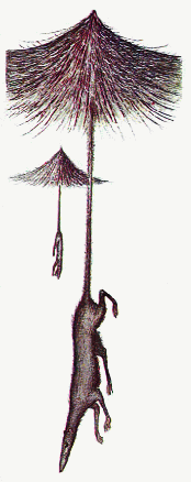 Parashrew flight