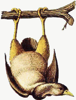 Tree Goose