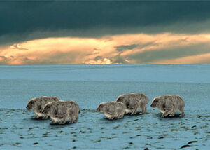 Shagrats are the largest mammals in the Northern European region. Their layered coats protect them from the cold climate of the northern tundra.