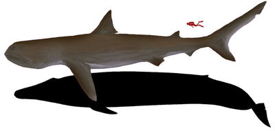 Gigamouth shark alongside the scaled silhouettes of a blue whale and a human.)