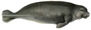 Manatee white background