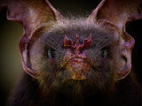 Nosferapoda kinskii