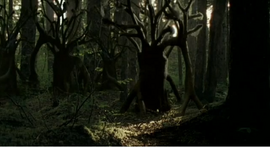 Lichen Trees (TFiW).png