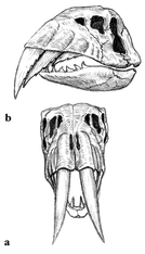The cutlasstooth's dental arrangement is unique among dinosaurs. The first tooth of each upper row is a long, curved slashing weapon (a). Those behind it are continually growing. Once the front tooth is broken and discarded there is another to take its place (b).