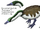 Spec Dinosauria: Anseriformes