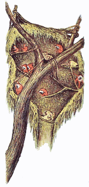 Khiffah nest
