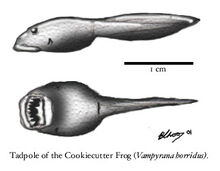 Cookiecutter-frog