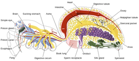 Spider internal anatomy-en.svg