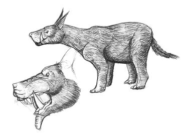 ElephantShroovaloo