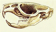Rat skull